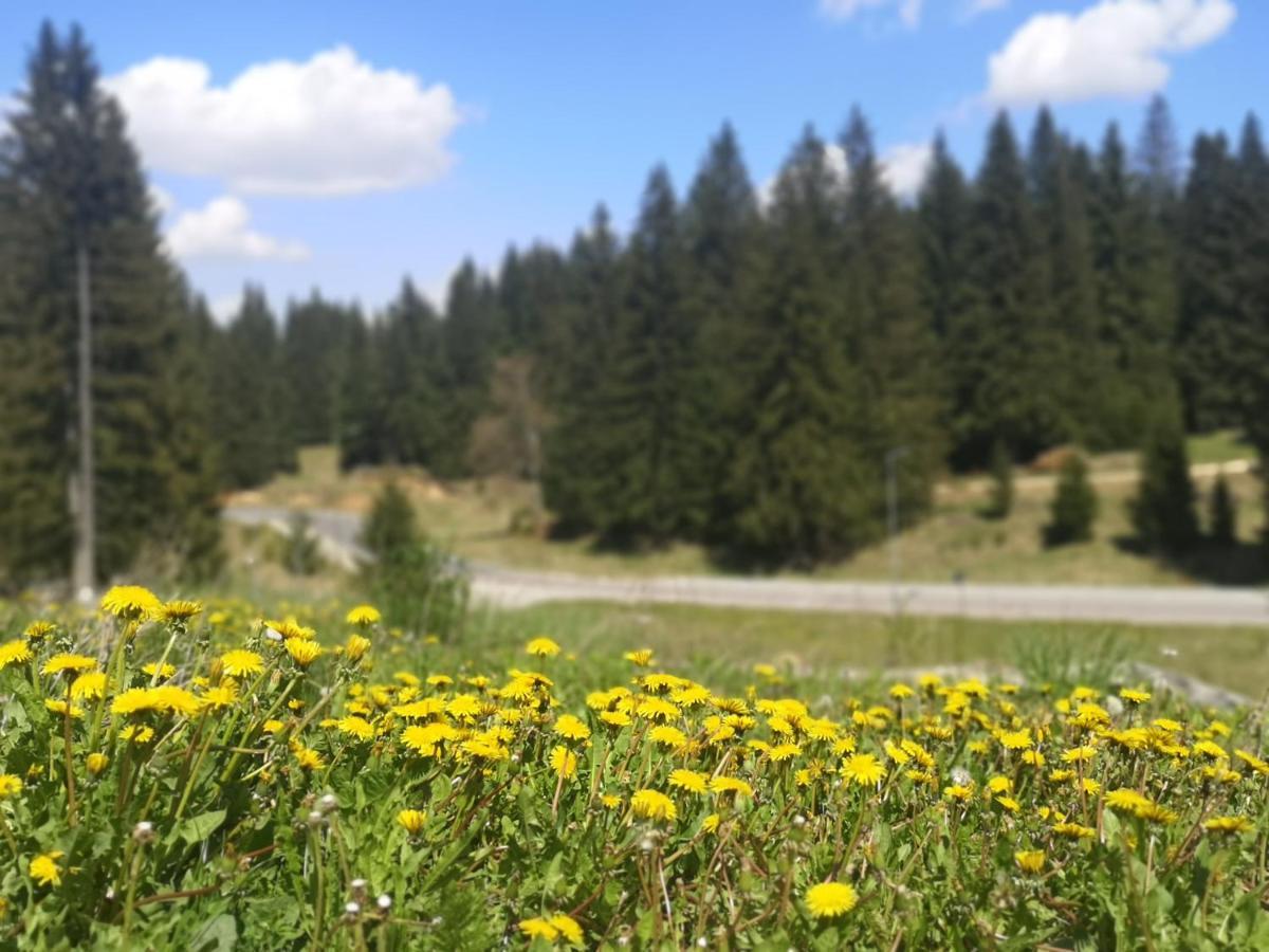 The Evergreen Nest - Silver Mountain Poiana Brasov Exterior photo